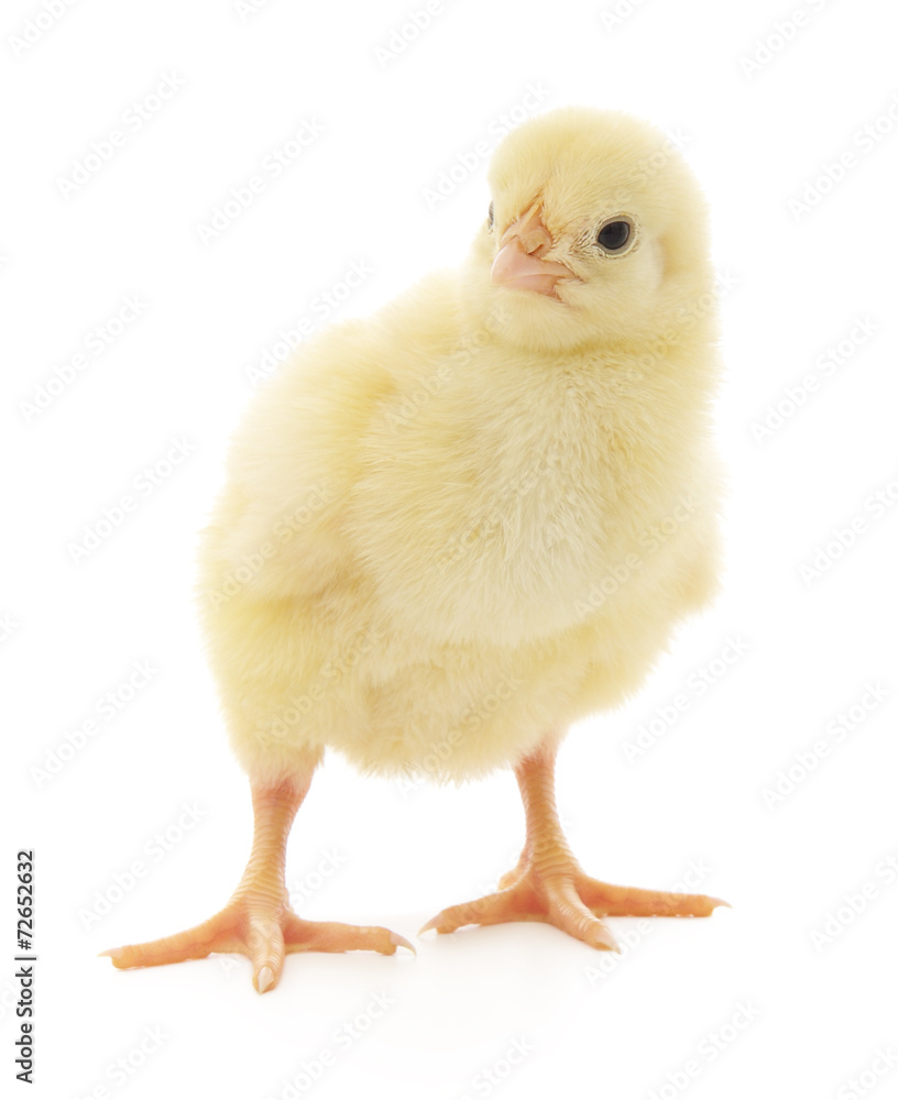 Obraz premium Small chicken