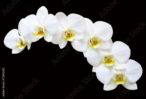 Fototapeta Naklejka Na Ścianę i Meble -  White orchids flowers on a black  background