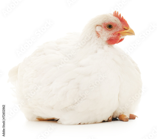 white hen