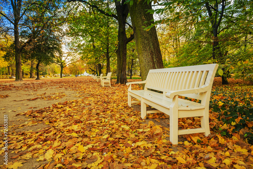 Autumn - bench in autumn park