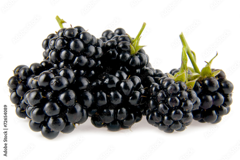 Fototapeta premium mulberry-tree