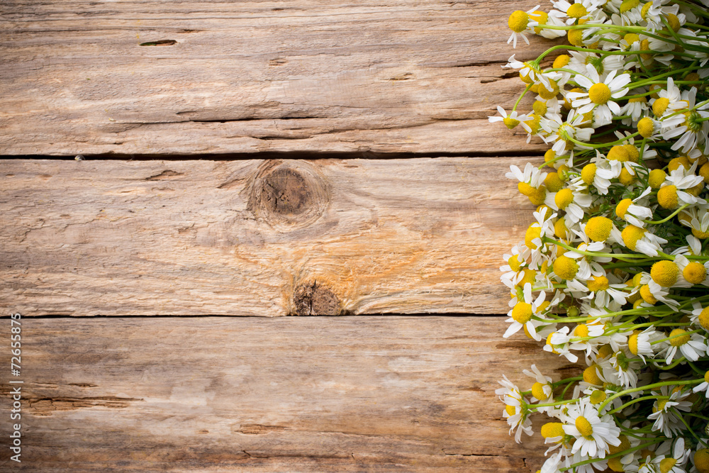 Fototapeta premium Chamomile.