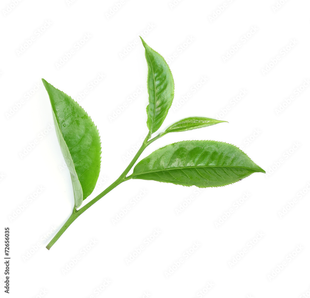 Green tea leaf isolated on white Green tea leaf isolated on white