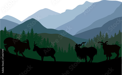 four goats in dark mountain forest