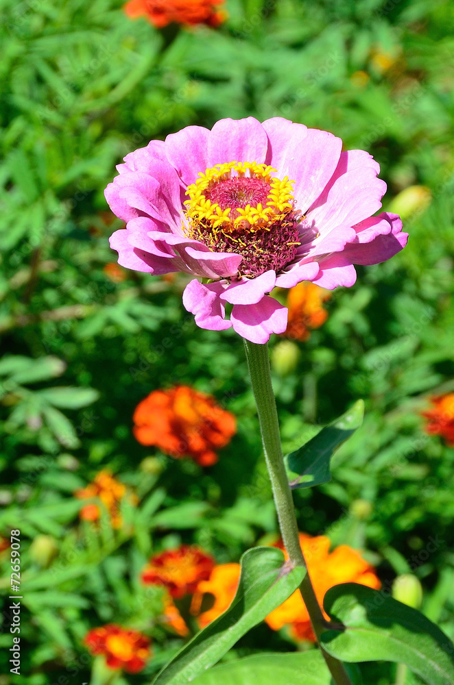 Obraz premium Цветок циннии