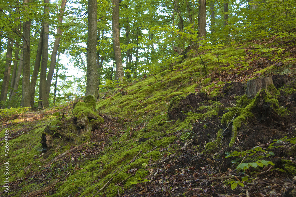 Obraz premium Green Slope