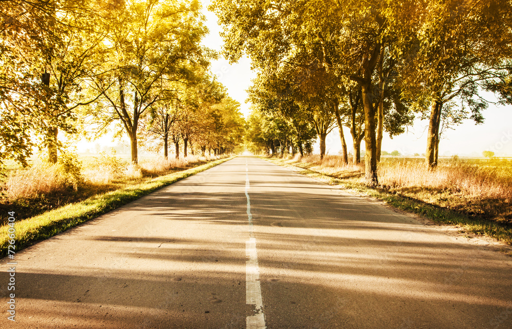 Autumn rural landscape with country road and gold trees along