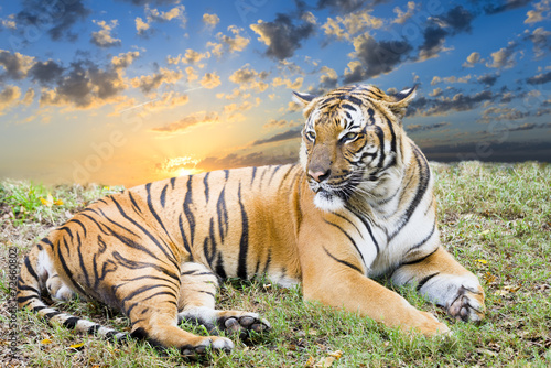Adult Tiger at Dawn
