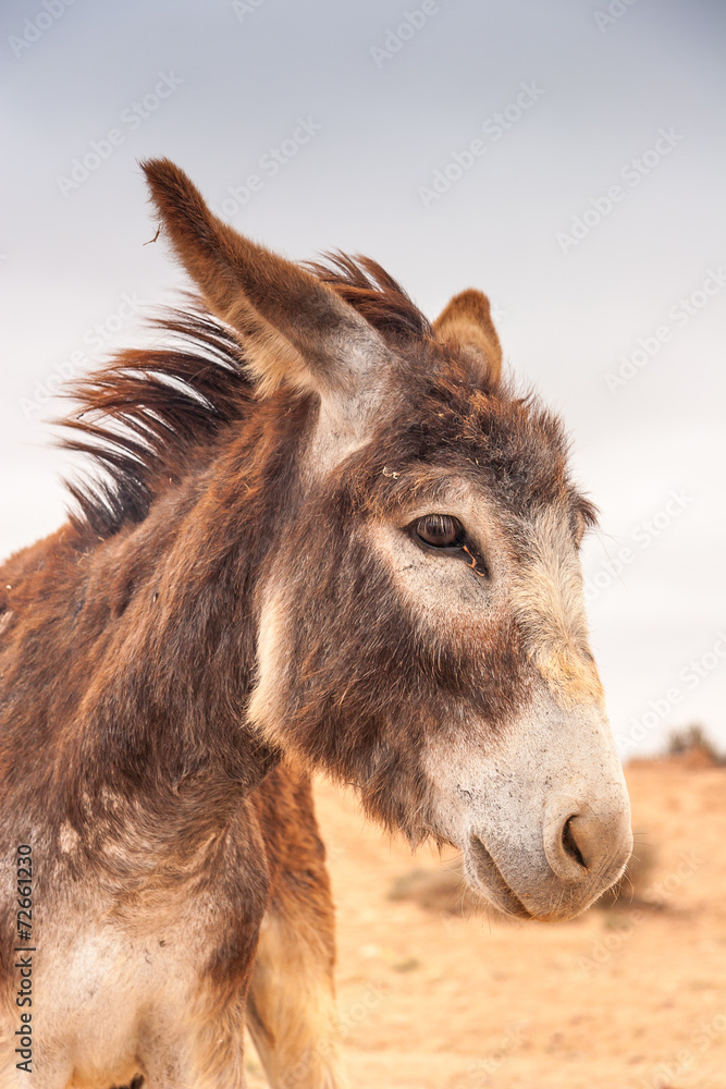 Brown donkey Brown donkey