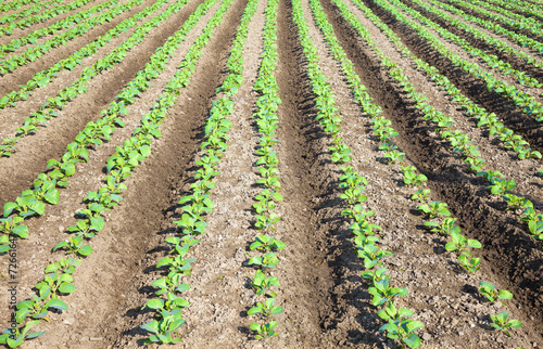 Rows of plants in a cultivated farmers field