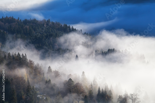 coniferous alpine forest in dense morning fog