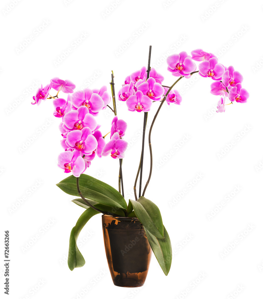 light pink orchid flowers isolated on white background light pink orchid flowers isolated on white background
