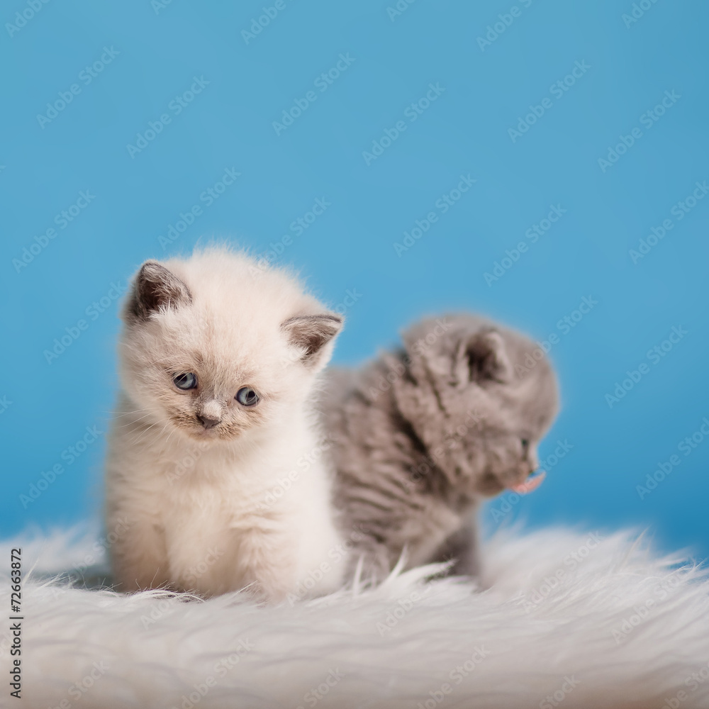katzenbaby katzenbaby