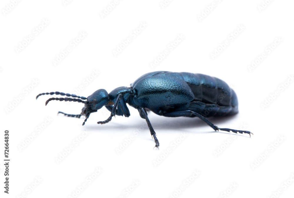 Beetle Beetle