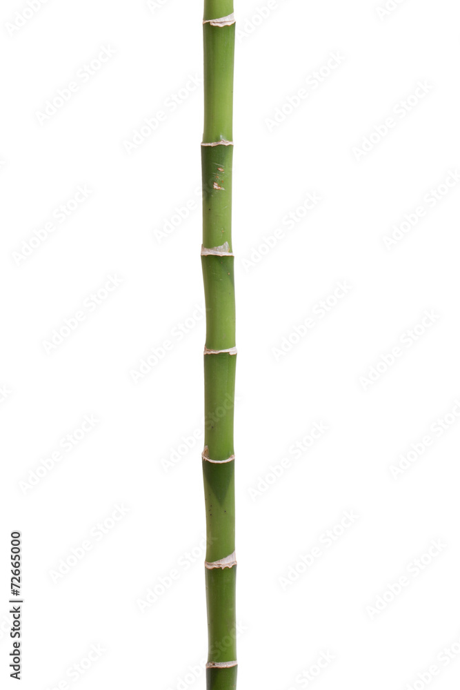 Fresh bamboo isolated on white background Fresh bamboo isolated on white background