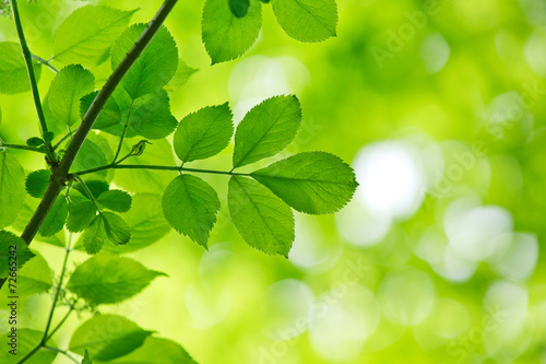 green leaves