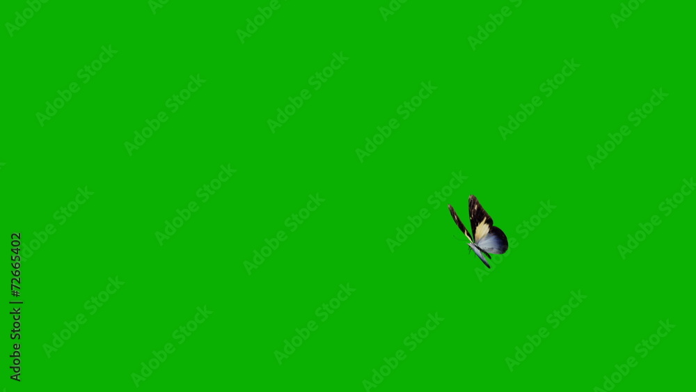 animated butterfly on green background animated butterfly on green background