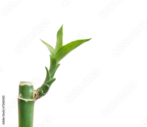 Bamboo isolated on white