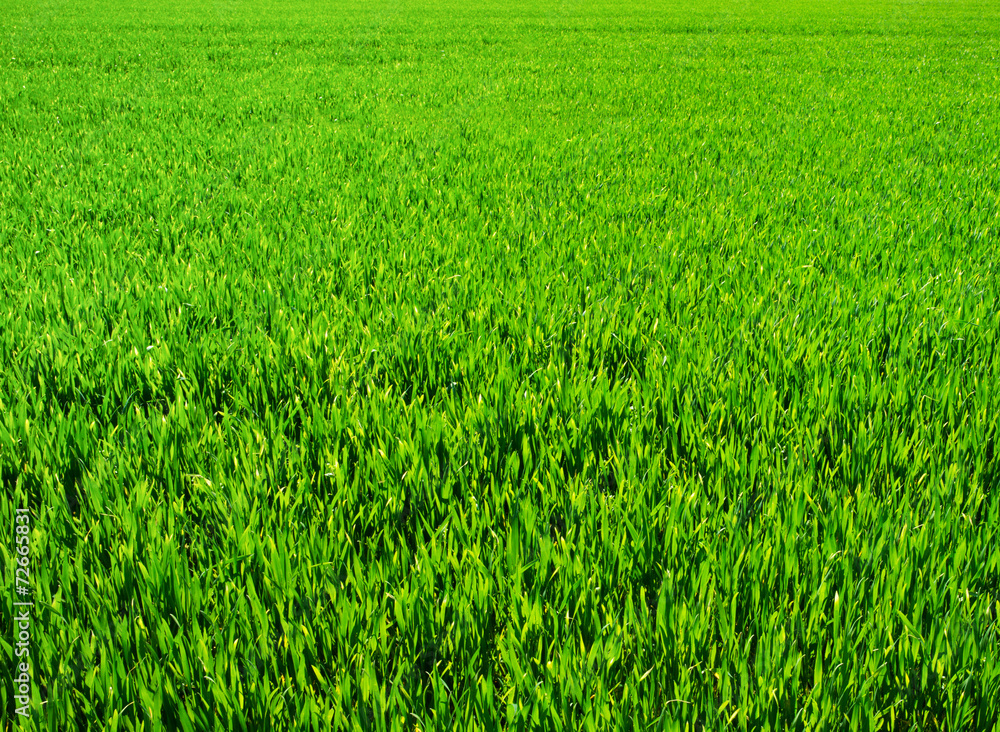 Background of a green grass - obrazy, fototapety, plakaty 