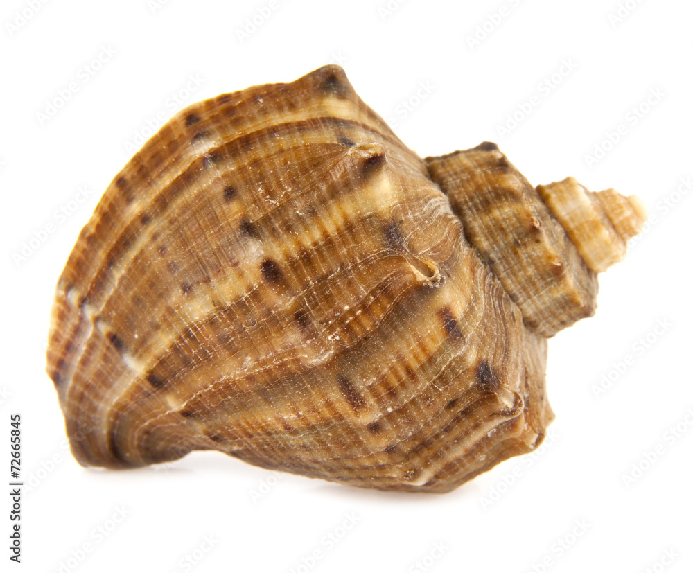 shell