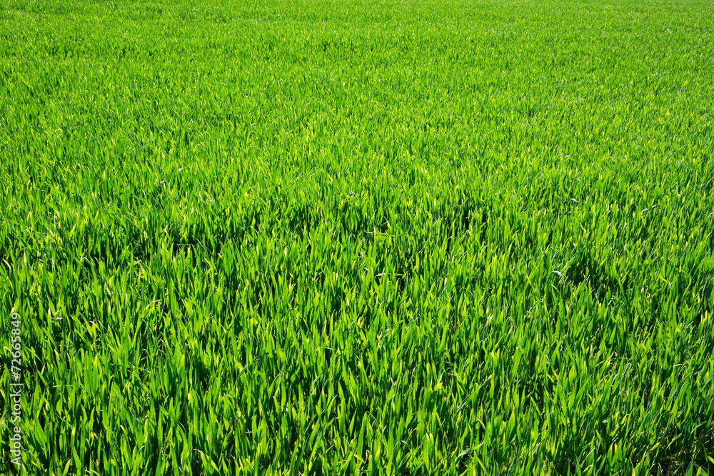Green lawn for background - obrazy, fototapety, plakaty 