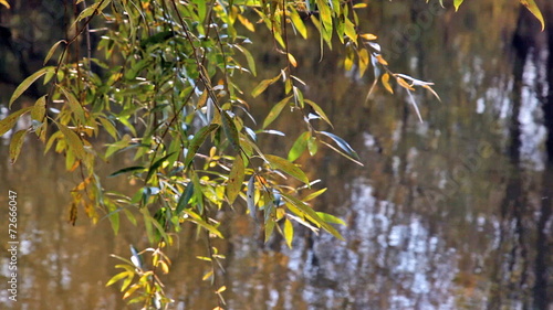 Wallpaper Mural Willow branch against water with the reflected trees Torontodigital.ca