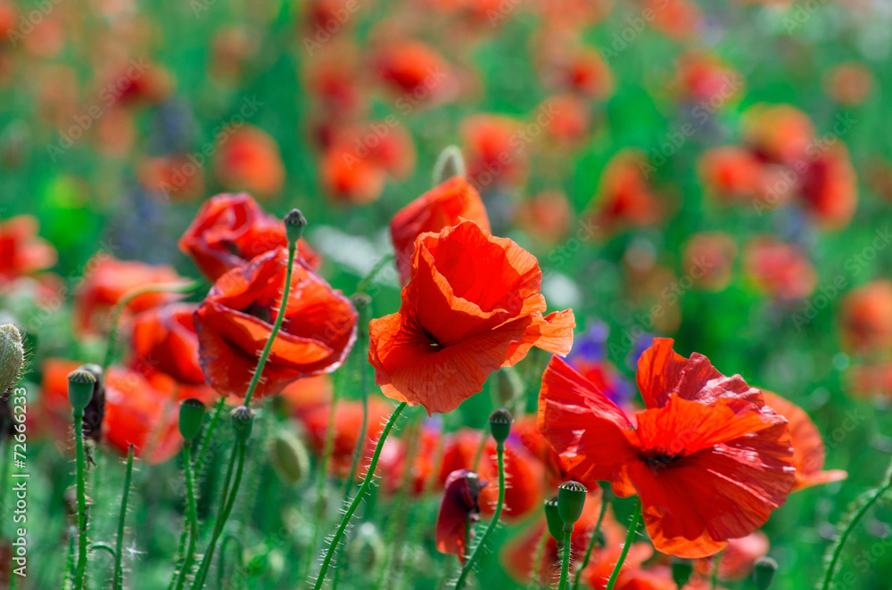 Naklejka premium poppy flowers