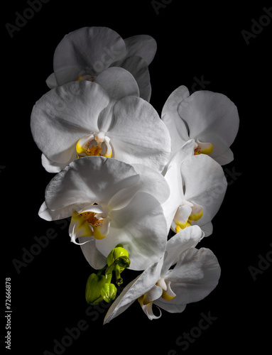 White beautiful orchid
