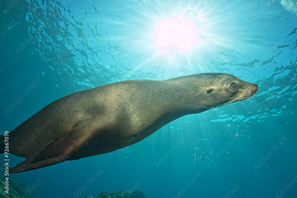 Fototapeta premium Puppy sea lion underwater looking at you