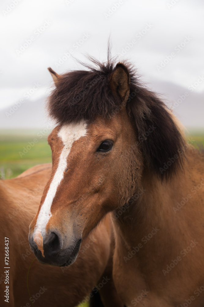 Iceland. Red horse Iceland. Red horse