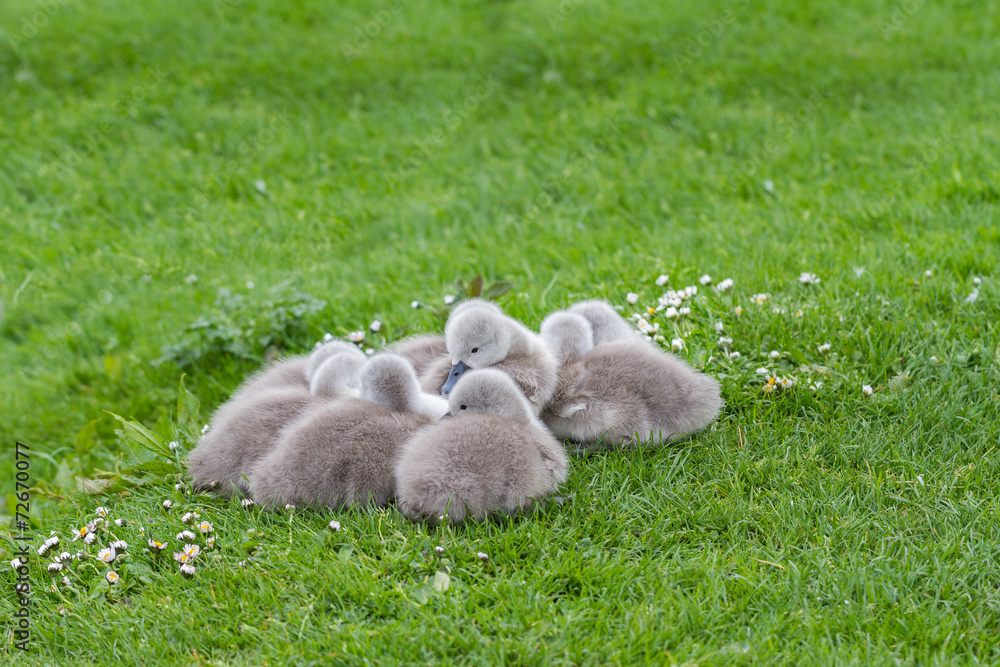 Cygnets Cygnets