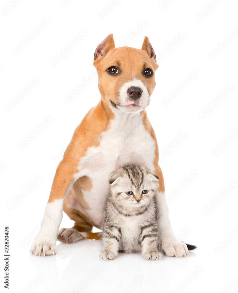dog and small cat sitting together. isolated on white background