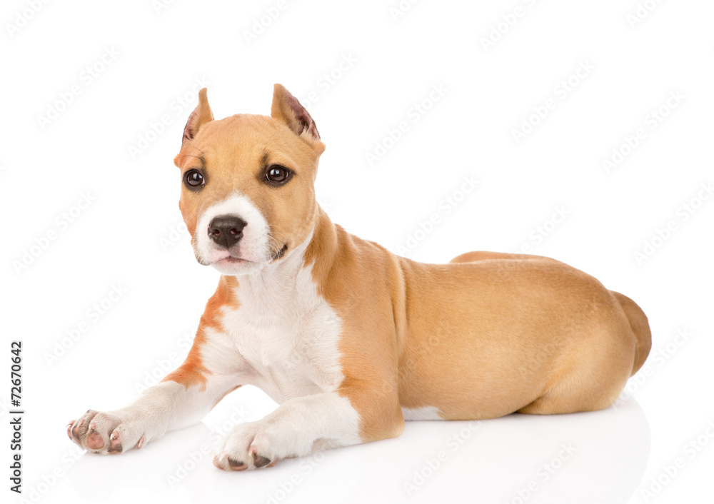 portrait staffordshire terrier puppy with cropped ears. isolated
