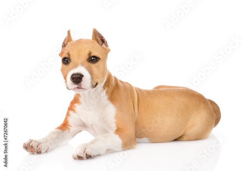 portrait staffordshire terrier puppy with cropped ears. isolated