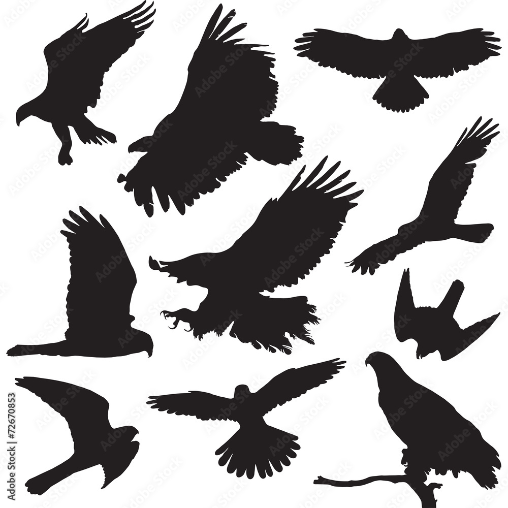Fototapeta premium Raptors vector illustrations set of ten bird silhouettes