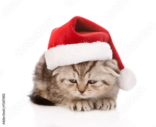 sad scottish kitten with red santa hat. isolated on white backgr