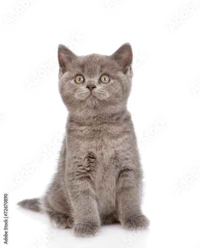 little kitten sitting in front and looking up. isolated on white