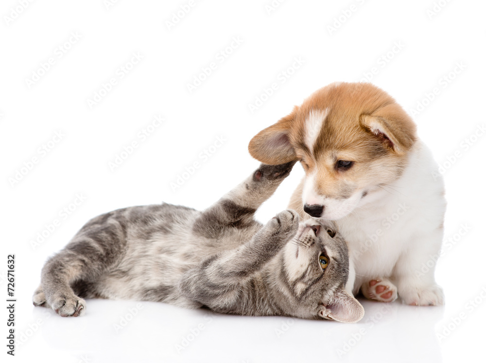 Fototapeta premium cat playing with a dog. Isolated on white background