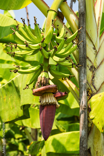 Bananen in der Plantage