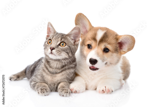 Pembroke Welsh Corgi puppy lying with cat together and looking a © Ermolaev Alexandr