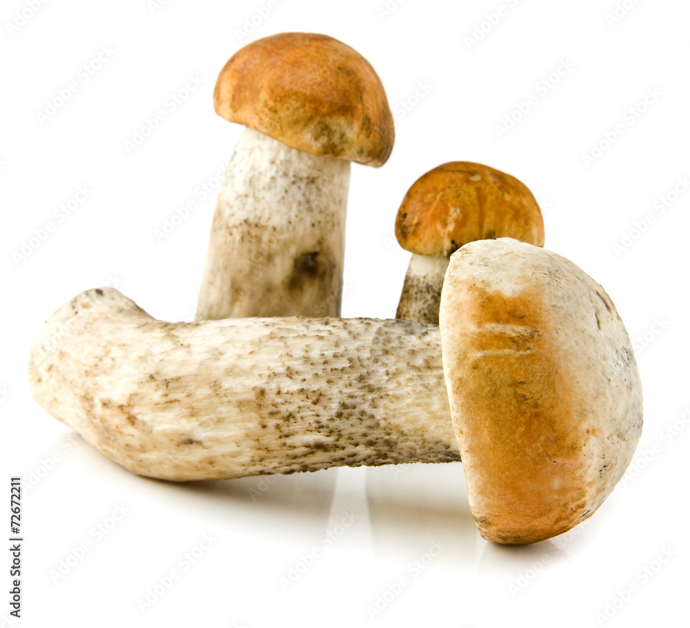 mushrooms mushrooms