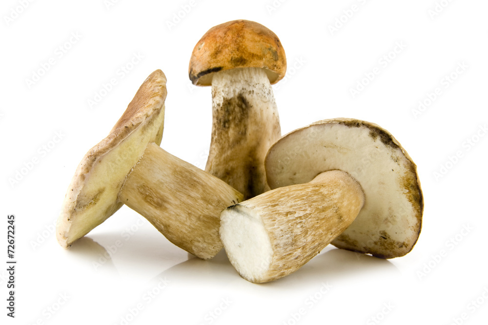 mushrooms mushrooms