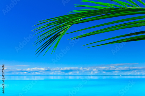 Palm Peace Summer