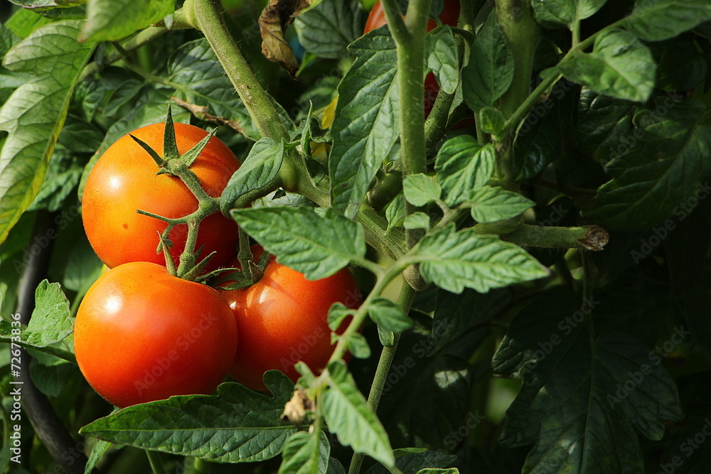 Drei rote Tomaten am Strauch