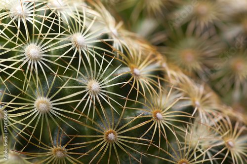 Cactus macro background