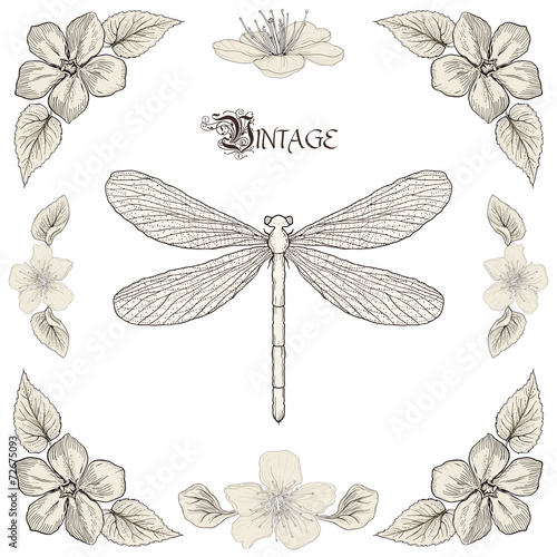 dragonfly drawing vintage engraving style