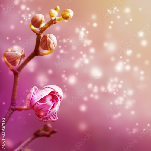 Fototapeta Naklejka Na Ścianę i Meble -  Orchid flower