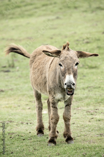 Laughing donkey © elsahoffmann