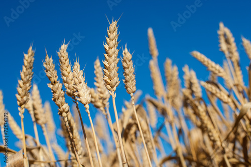 Sheaths of golden wheat growing in a field in UK