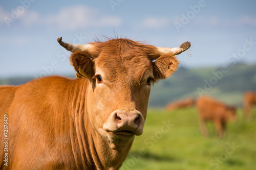 British Limousin Cow photo